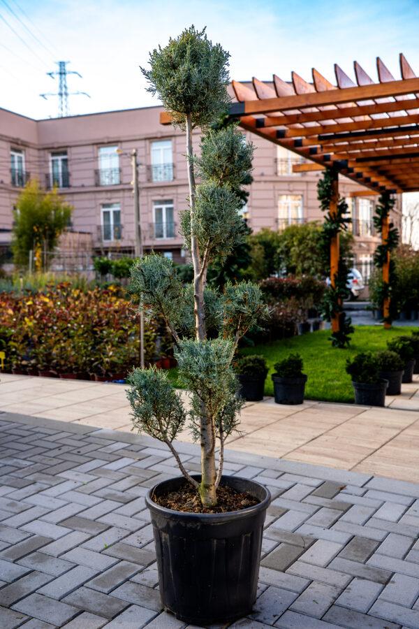 Cupressus arizonica fastigia POMPONS 140/40