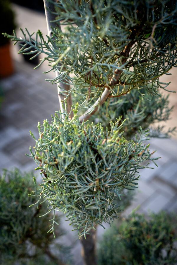 Cupressus arizonica fastigia POMPONS 2