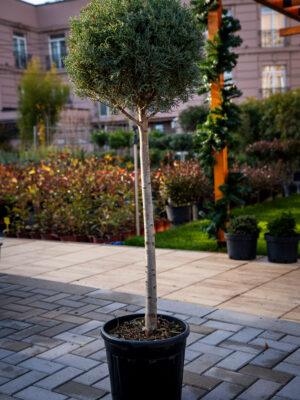 Cupressus arizonica fastigia 1/2 FUSTO