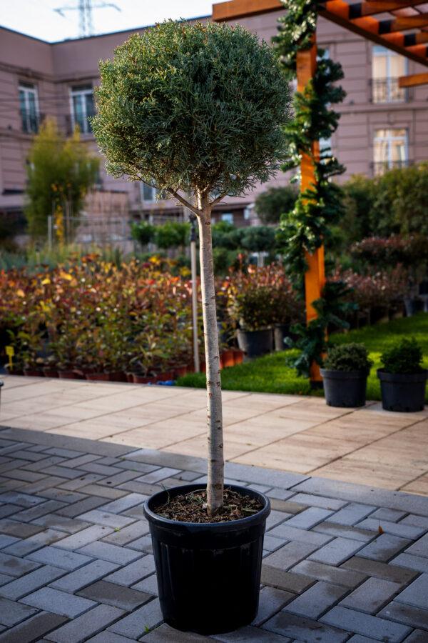 Cupressus arizonica fastigia 1/2 FUSTO