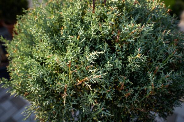 Cupressus arizonica fastigia 1/2 FUSTO 1