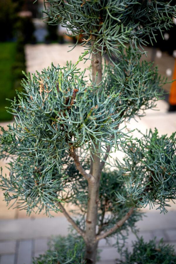 Cupressus arizonica fastigia POMPONS 1