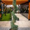 Cupressus arizonica fastigia SPIRALE 2