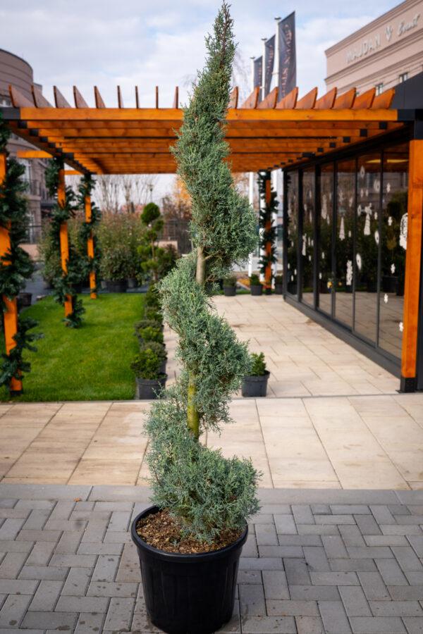 Cupressus arizonica fastigia SPIRALE 2