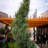 Cupressus arizonica fastigia SPIRALE 1