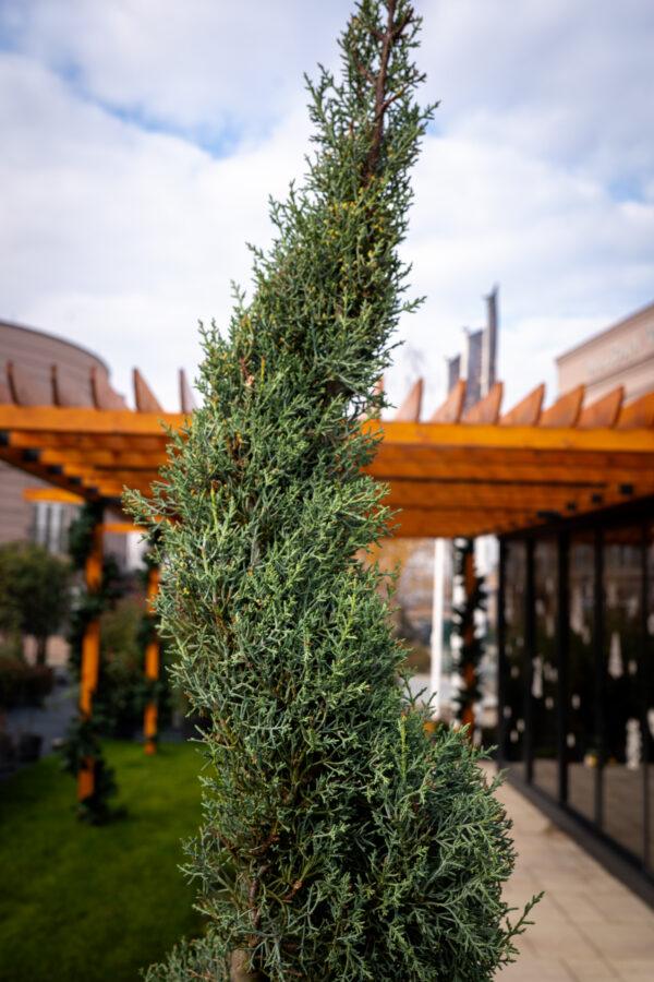 Cupressus arizonica fastigia SPIRALE 1