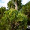 Cupressus sempervirens AGRI POMPONS 1