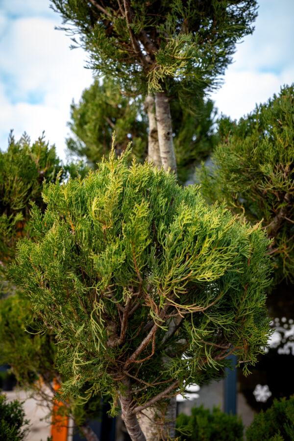 Cupressus sempervirens AGRI POMPONS 1