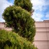 Cupressus sempervirens AGRI SPIRALE 1