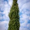 Cupressus sempervirens PIRAMIDALIS 1