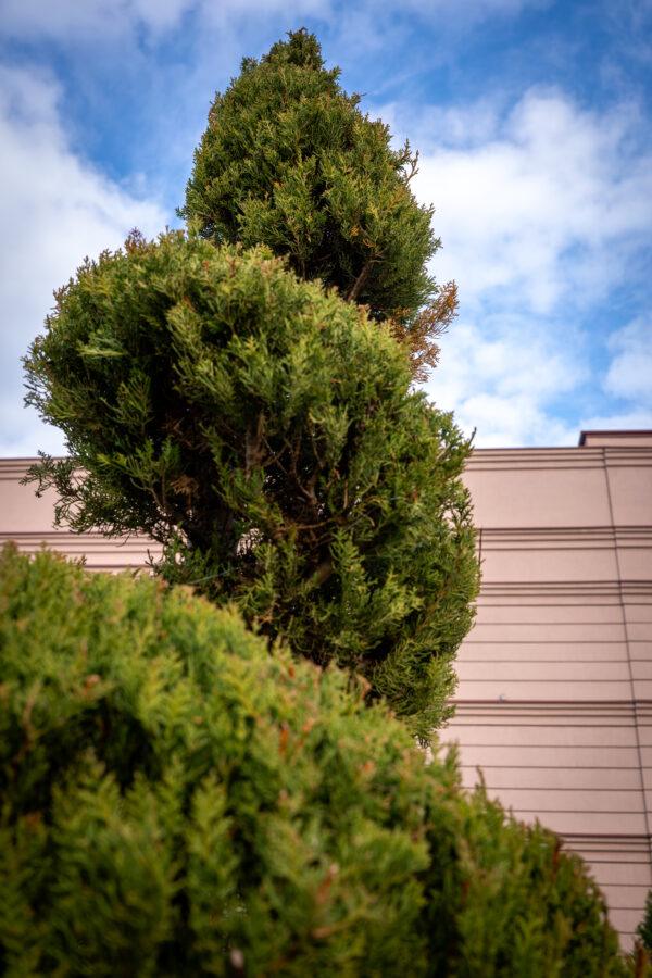 Cupressus sempervirens AGRI SPIRALE 1