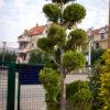 Cupressus sempervirens AGRI POMPONS