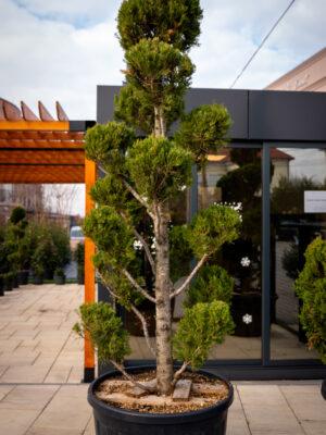Cupressus sempervirens AGRI 260/280cm POMPONS 2