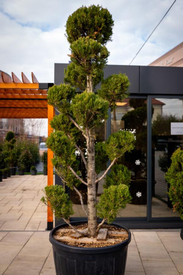 Cupressus sempervirens AGRI 260/280cm POMPONS 2