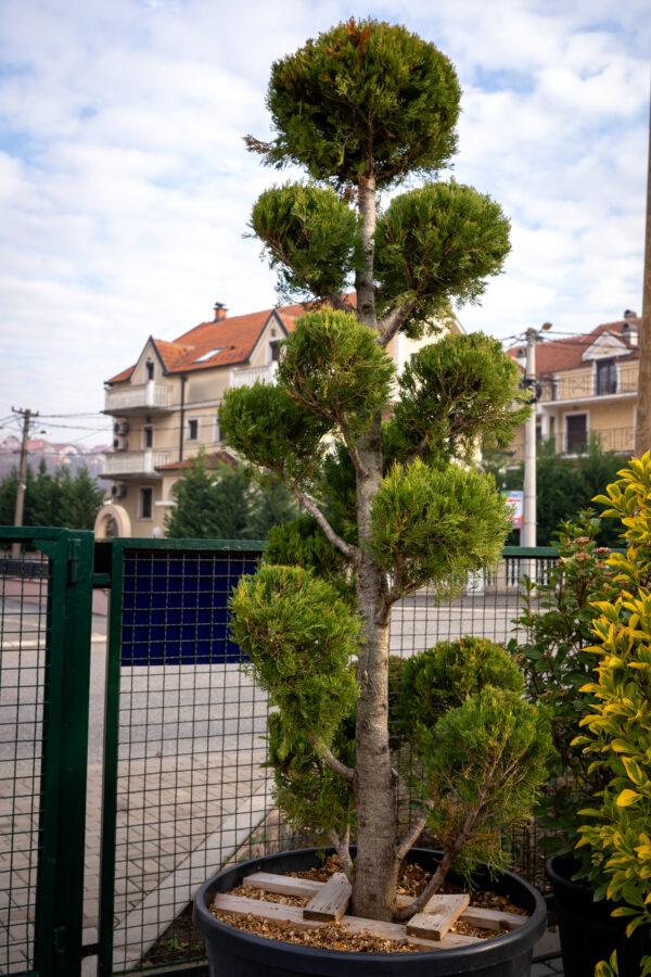 Cupressus sempervirens AGRI POMPONS