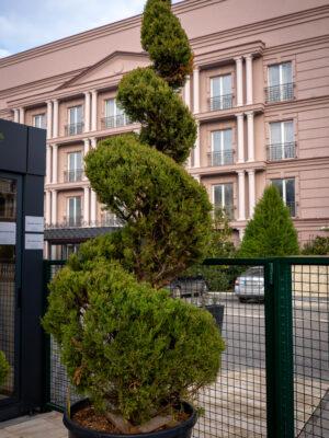 Cupressus sempervirens AGRI SPIRALE