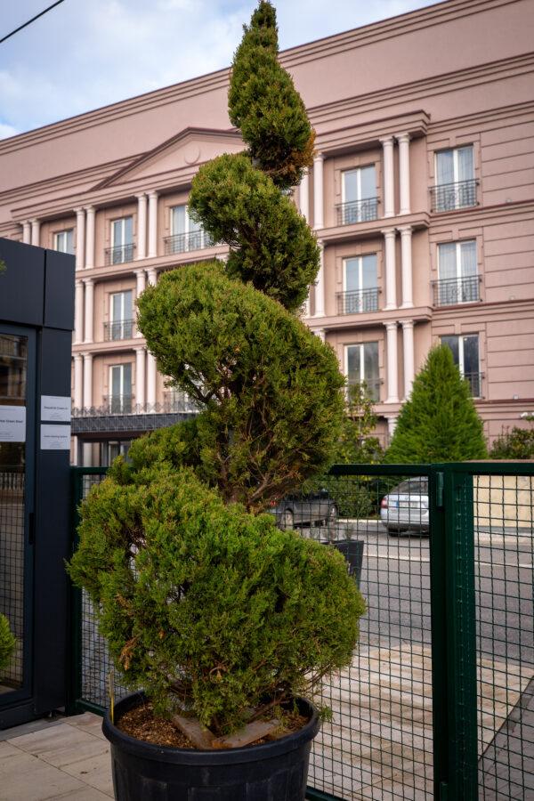 Cupressus sempervirens AGRI SPIRALE