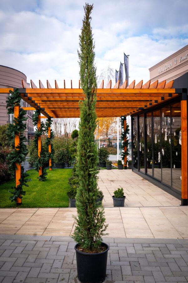 Cupressus sempervirens PIRAMIDALIS