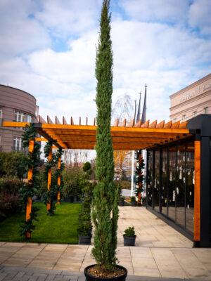 Cupressus sempervirens PIRAMIDALIS