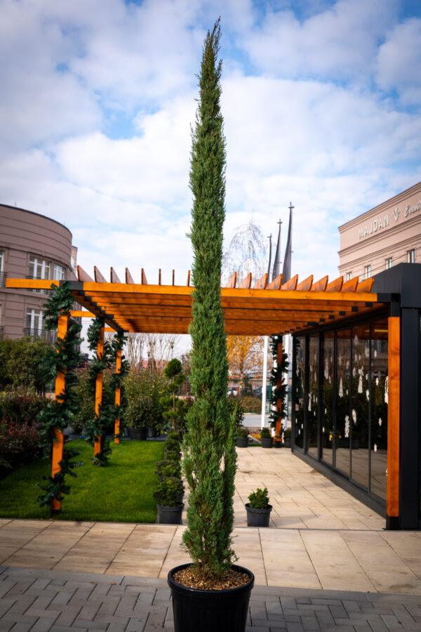 Cupressus sempervirens PIRAMIDALIS