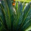 Cycas revoluta 1