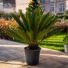 Cycas revoluta