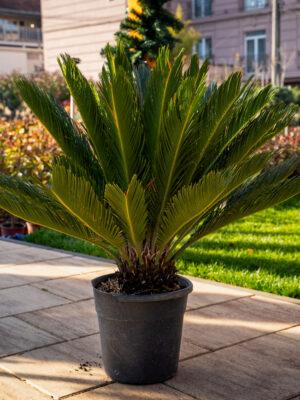 Cycas revoluta