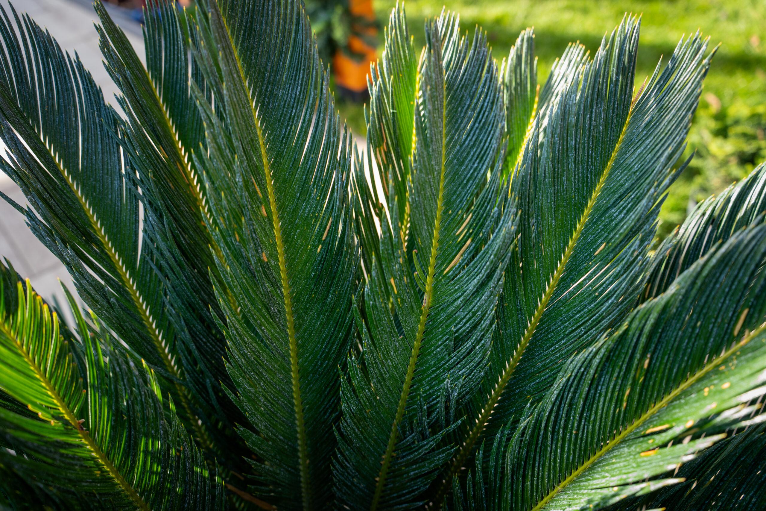 Cycas revoluta 1