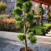Cupressocyparis leylandii CW GOLD POMPONS