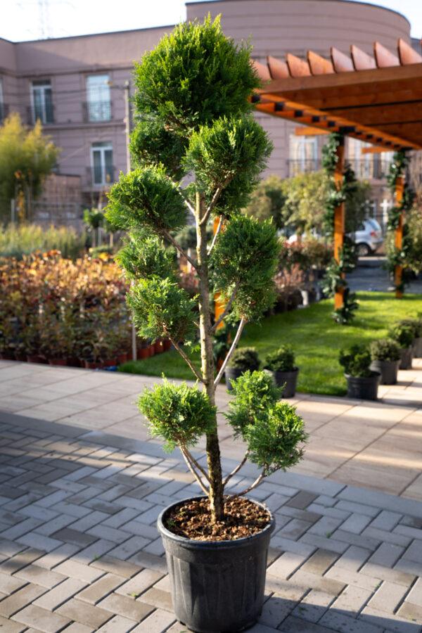 Cupressocyparis leylandii CW GOLD POMPONS