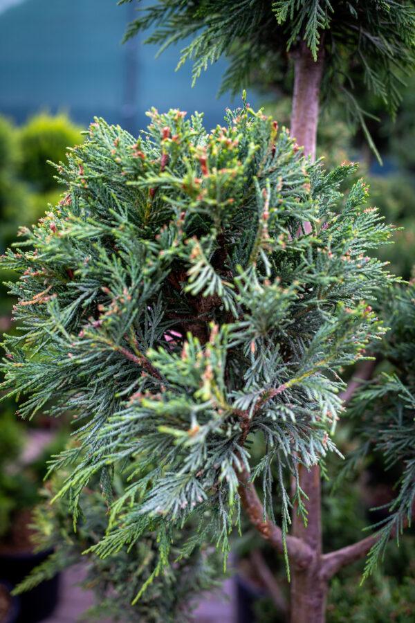 Cupressocyparis leylandii CW GOLD POMPONS 1