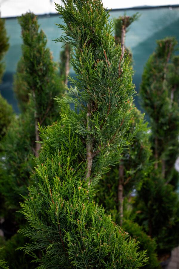 Cupressocyparis leylandii SPIRALE 5