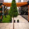 Cupressocyparis leylandii CW GOLD 1/2 FUSTO 1