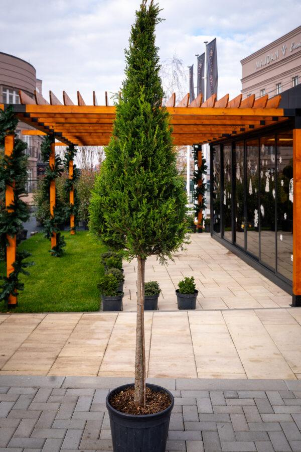 Cupressocyparis leylandii CW GOLD 1/2 FUSTO 1