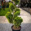 Cupressocyparis leylandii CW GOLD BONSAI 120/60