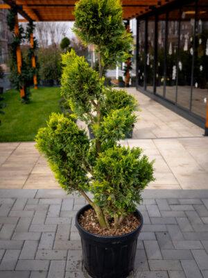 Cupressocyparis leylandii CW GOLD BONSAI 120/60