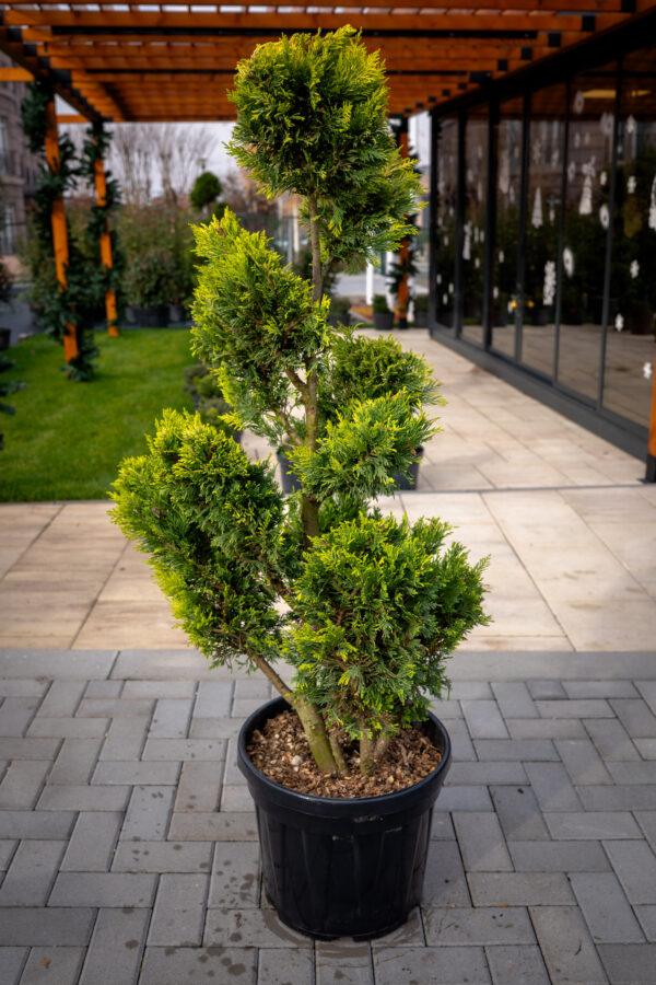 Cupressocyparis leylandii CW GOLD BONSAI 120/60