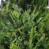 Cupressocyparis leylandii CW GOLD 1/2 FUSTO 1