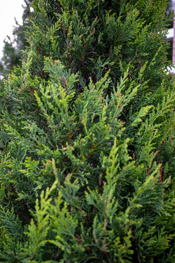 Cupressocyparis leylandii CW GOLD 1/2 FUSTO 1