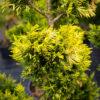 Cupressocyparis leylandii CW GOLD BONSAI 2