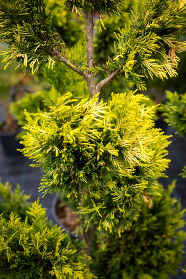 Cupressocyparis leylandii CW GOLD BONSAI 2