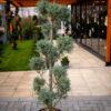 Cupressus arizonica fastigia POMPONS 160/50