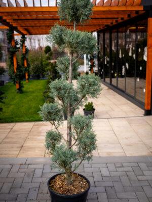 Cupressus arizonica fastigia POMPONS 160/50