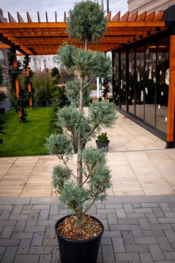Cupressus arizonica fastigia POMPONS 160/50