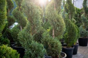 Cupressocyparis leylandii SPIRALE 4