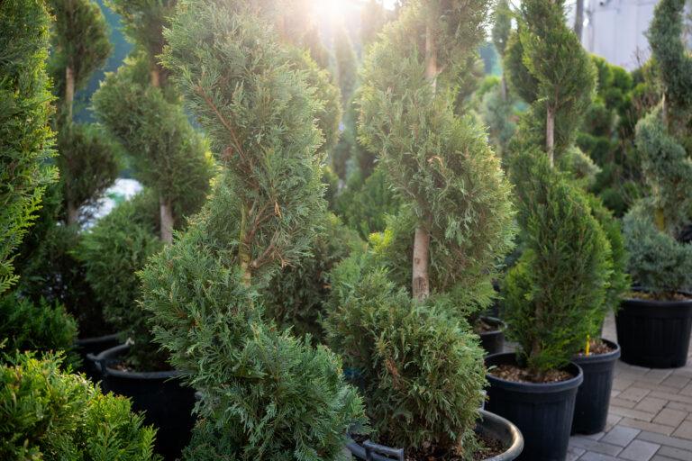 Cupressocyparis leylandii SPIRALE 4