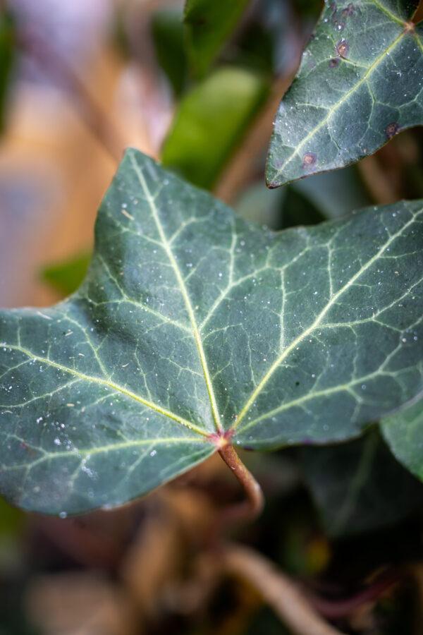 Hedera hibernica 2