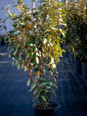 Elaeagnus "Compacta"