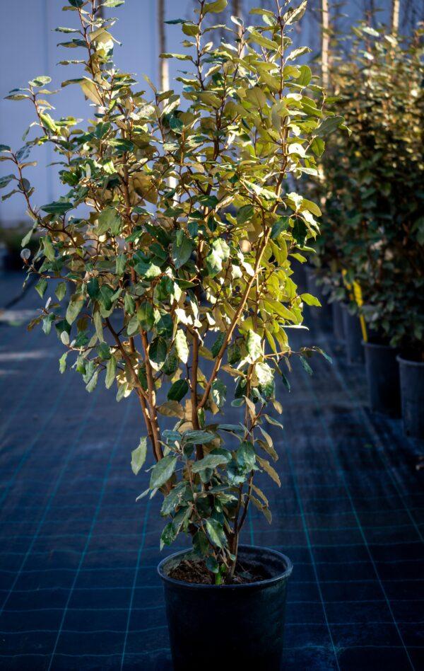 Elaeagnus "Compacta"