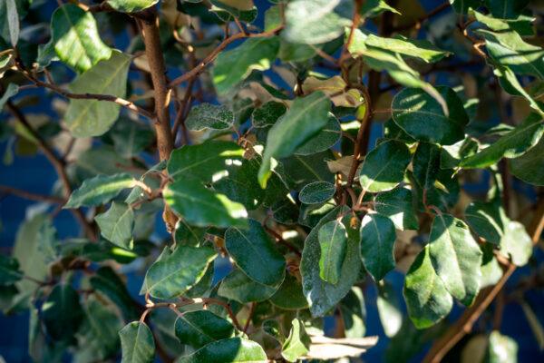 Elaeagnus "Compacta" 1